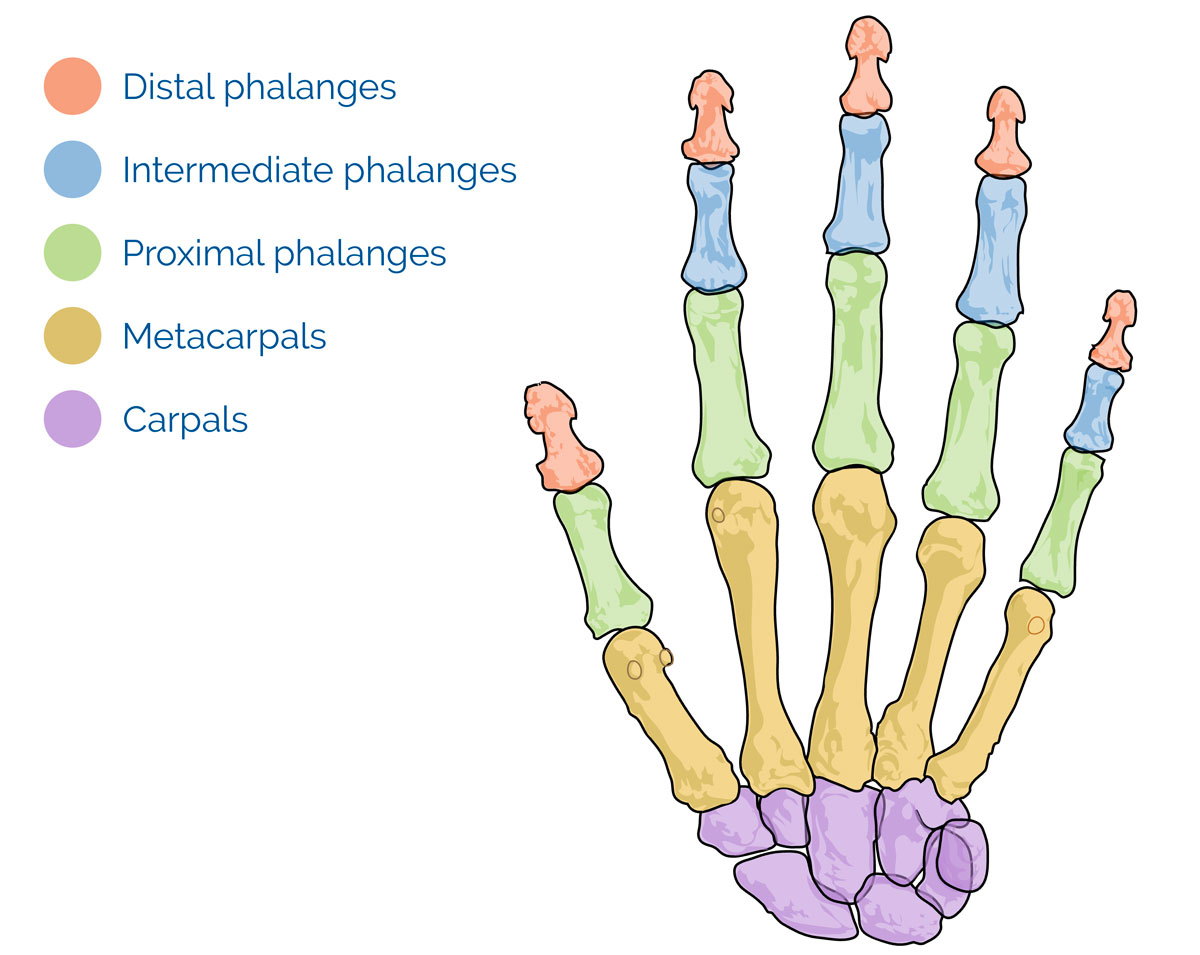 آناتومی استخوان های دست