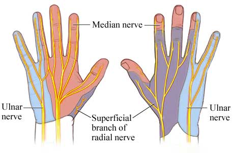 آناتومی اعصاب دست