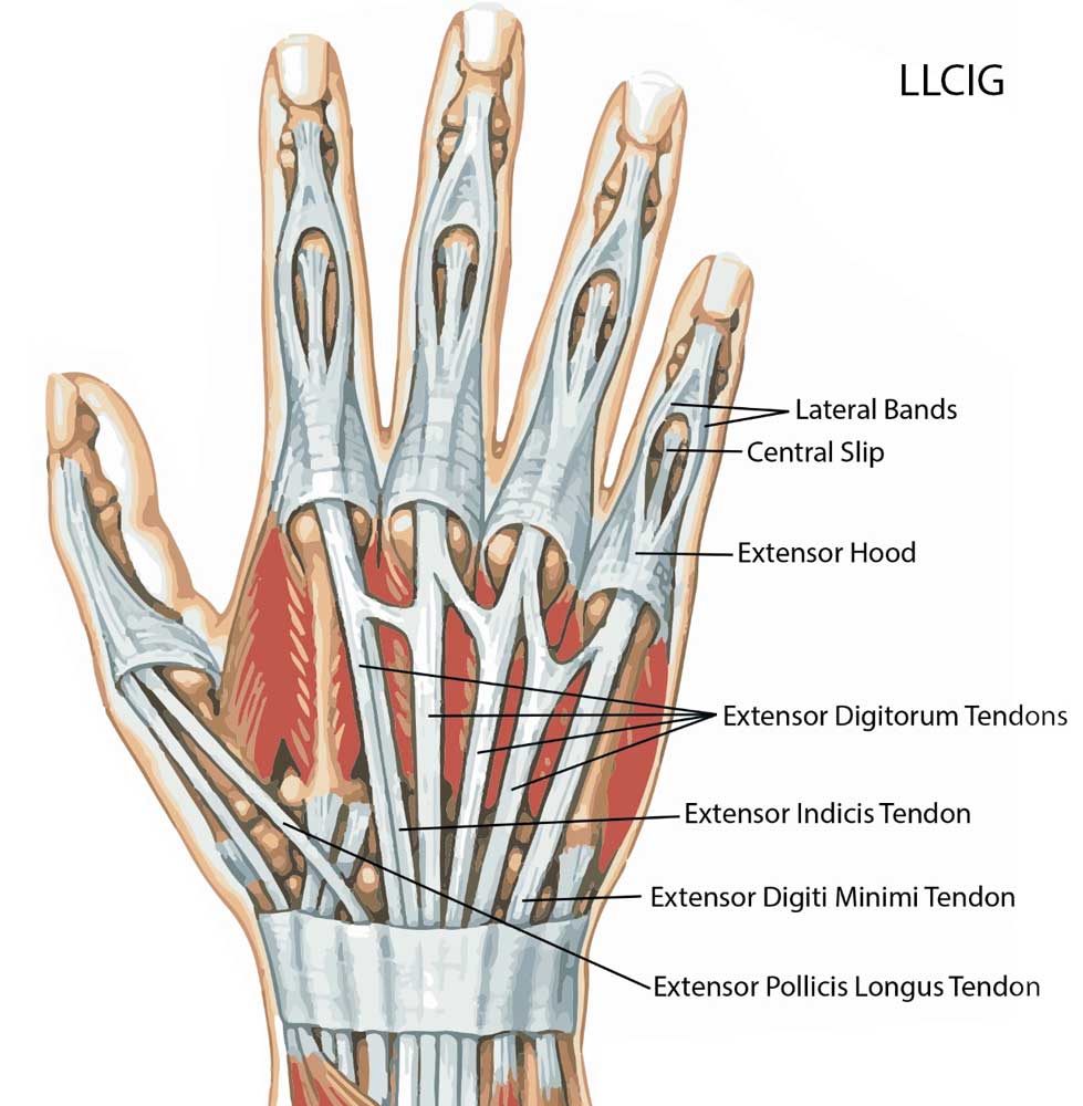 آناتومی تاندون های دست