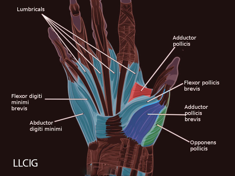 آناتومی عضلات دست