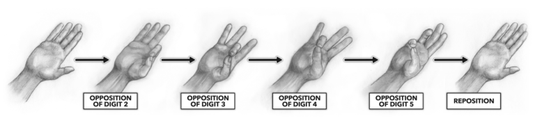 تقابل و جابجایی انگشتان شست یکی از حرکات منحصر به فرد انسان است. در این حرکت، انگشتان شست به سمت کف دست حرکت می‌کنند تا با انگشتان باقی‌مانده به صورت جداگانه یا به صورت گروهی "مخالف" شوند. این حرکت به ما اجازه می‌دهد که نیشگون بگیریم، چیزی را بگیریم و نگه داریم (به عنوان مثال، دست را دور یک شیء بپیچانیم) (شکل 4).